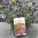 Afbeelding van VP Achillea P19 Light Yellow